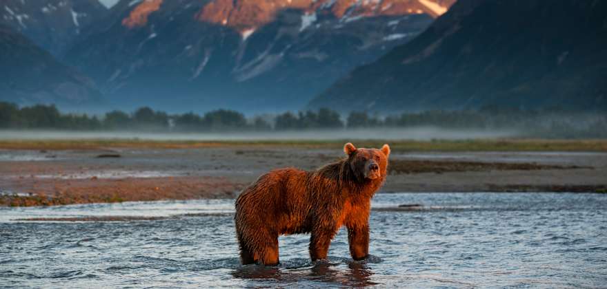 Brown Bear at Dawn, Katmai National Park, Alaska