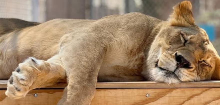lion habitat ranch aaa discount