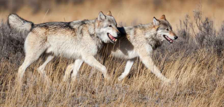 Two gray wholves walk through dry grass together.