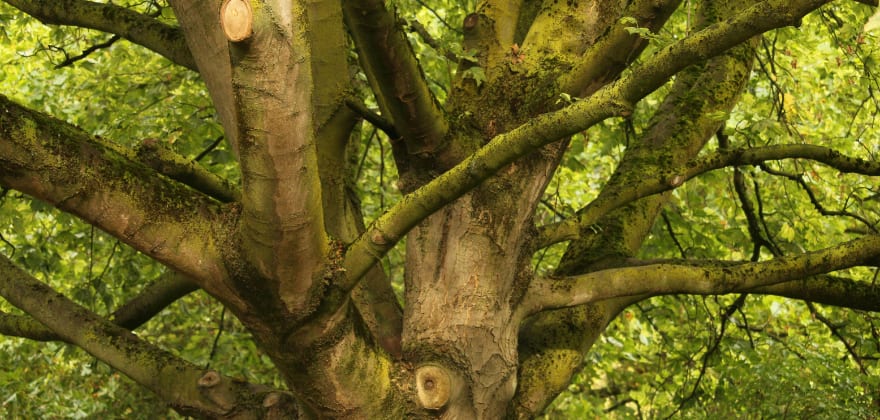 bassett tree service aaa discount