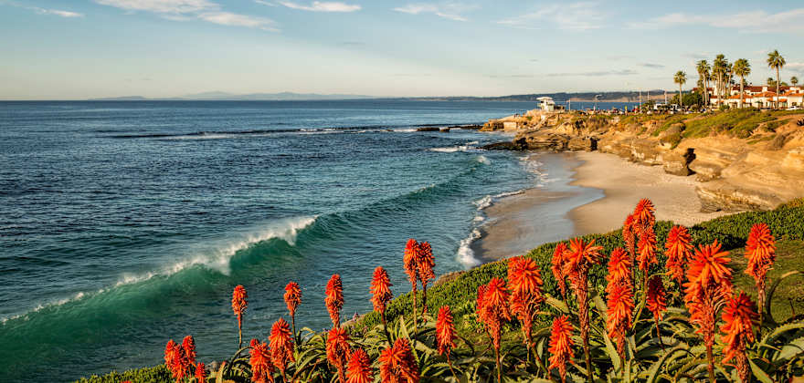 view of flowers overlooking a beach in san diego