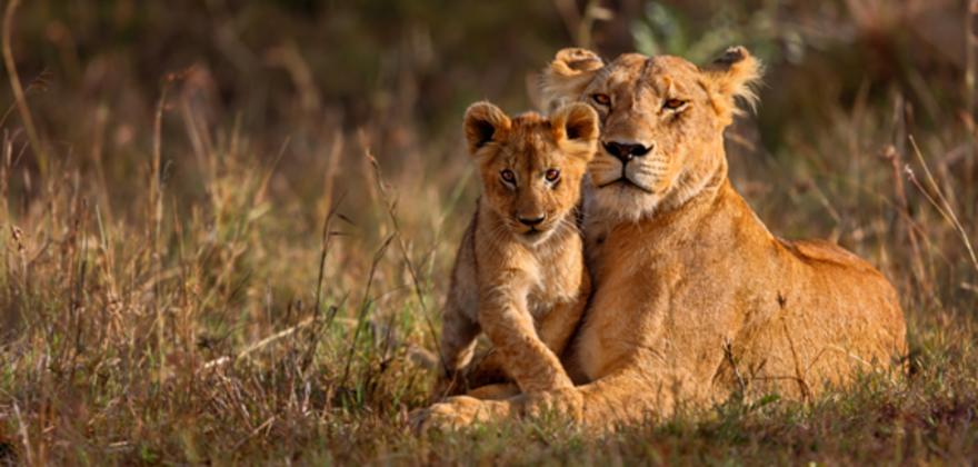 start planning a trip to see lions on safari in africa