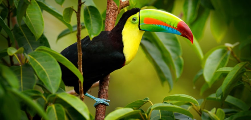 start planning a trip to see toucans in costa rica