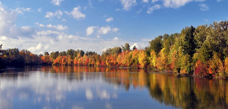 Portland Oregon's Johnson Lake and waterfowl in autumn
