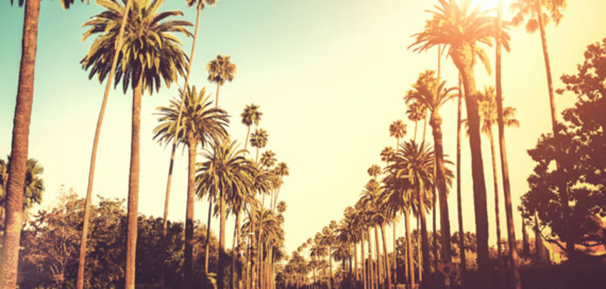 palm trees