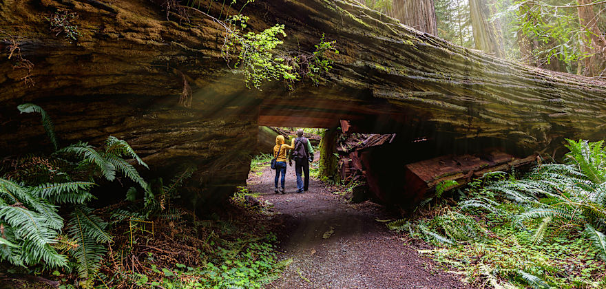 Hikers walk through a massive trunk in Redwood National and State Parks.