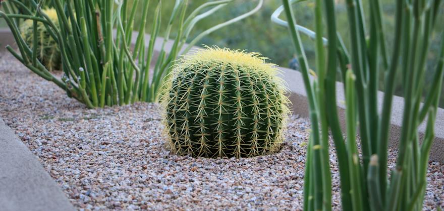 Cactus and succulents surrounded by desert gravel.