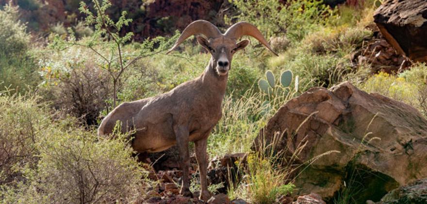 Desert bighorn sheep in the wild