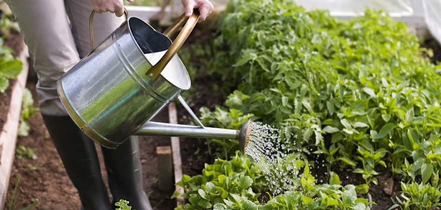 A typical household in the West uses more than half of their total water consumption on landscaping.