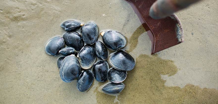 A shovel next to a pile of butter clams on the sand along the Oregon Coast