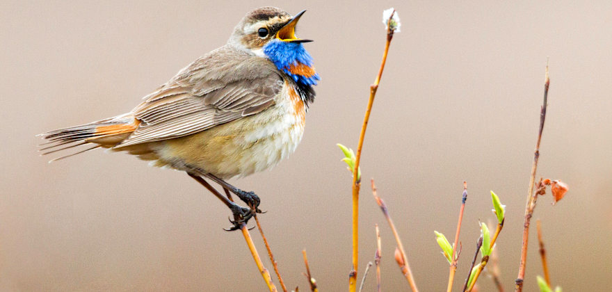 Bluethroat (male) bird singing in Nome, Alaska.