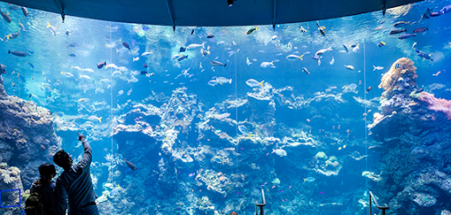 cal academy aquarium