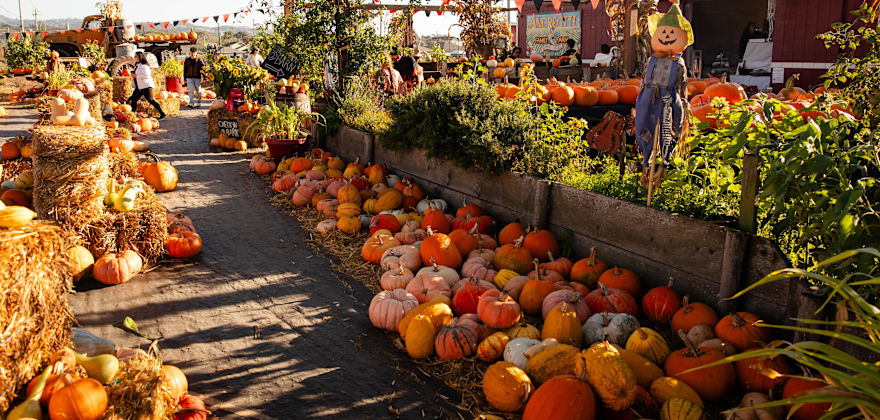 Andreotti Family Farm pumpkin patch in Half Moon Bay, California.