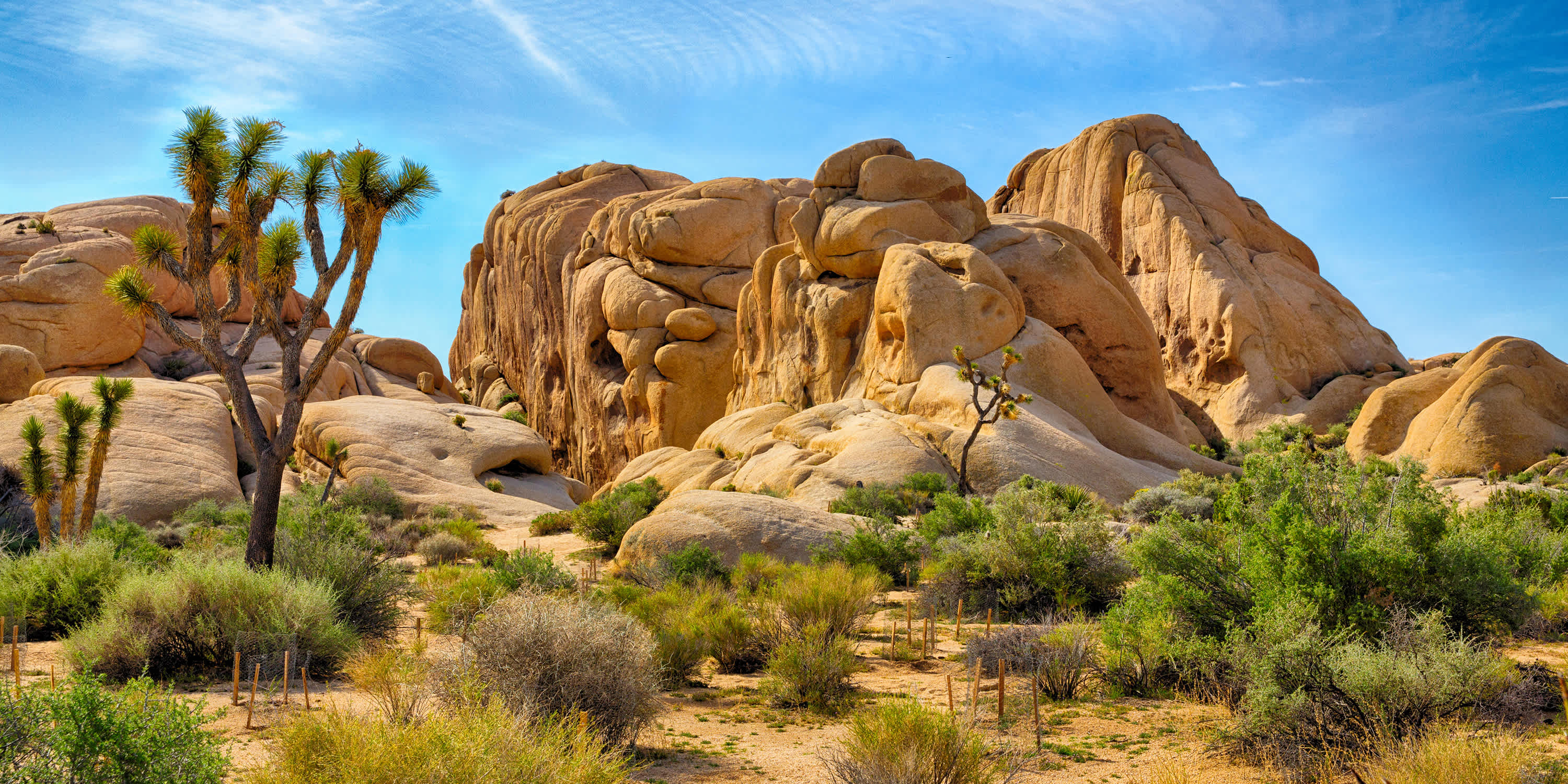 Where Joshua Trees Grow and How to See Them | Via