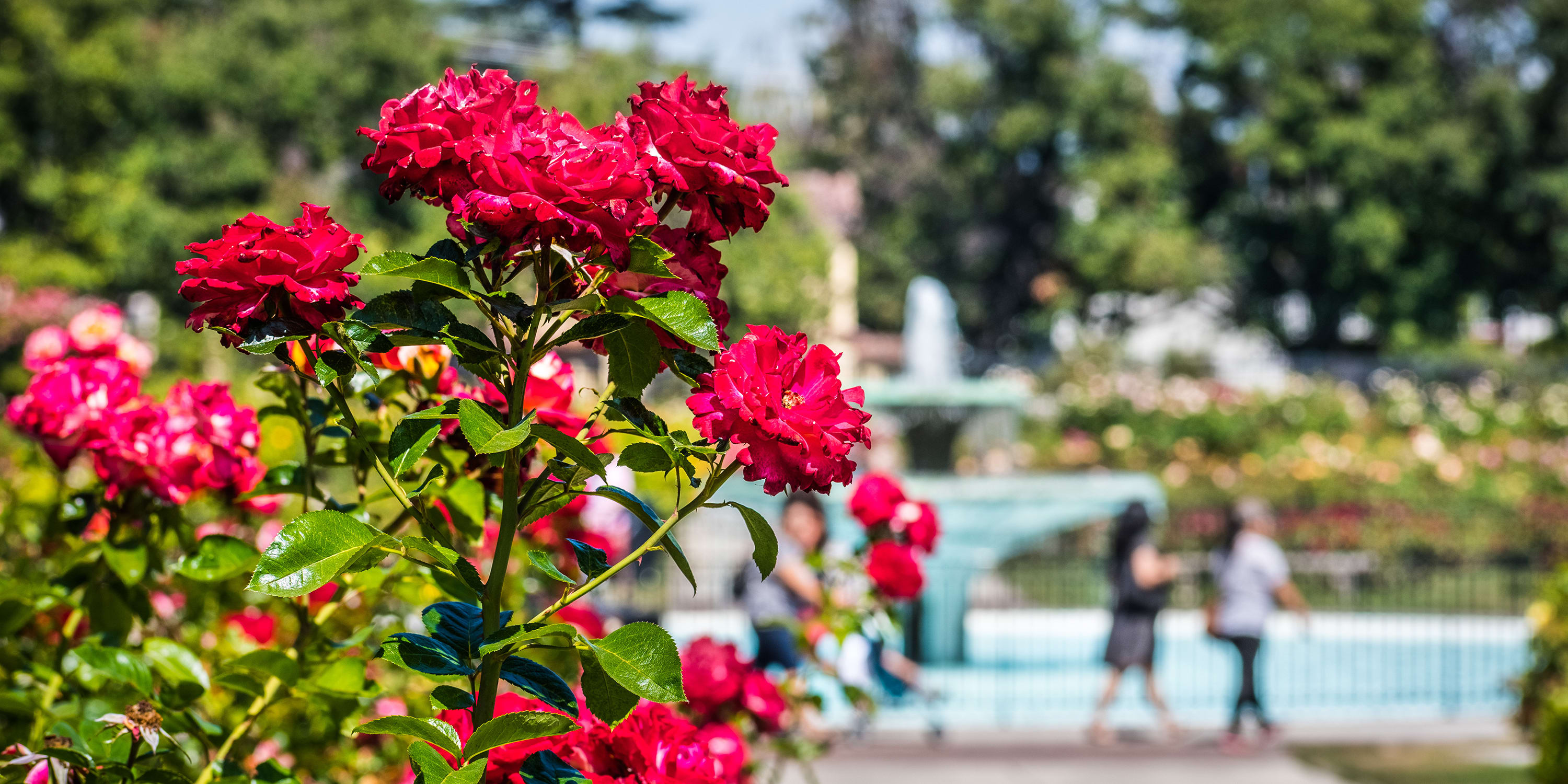 Stunning Rose Gardens in Northern California | Via
