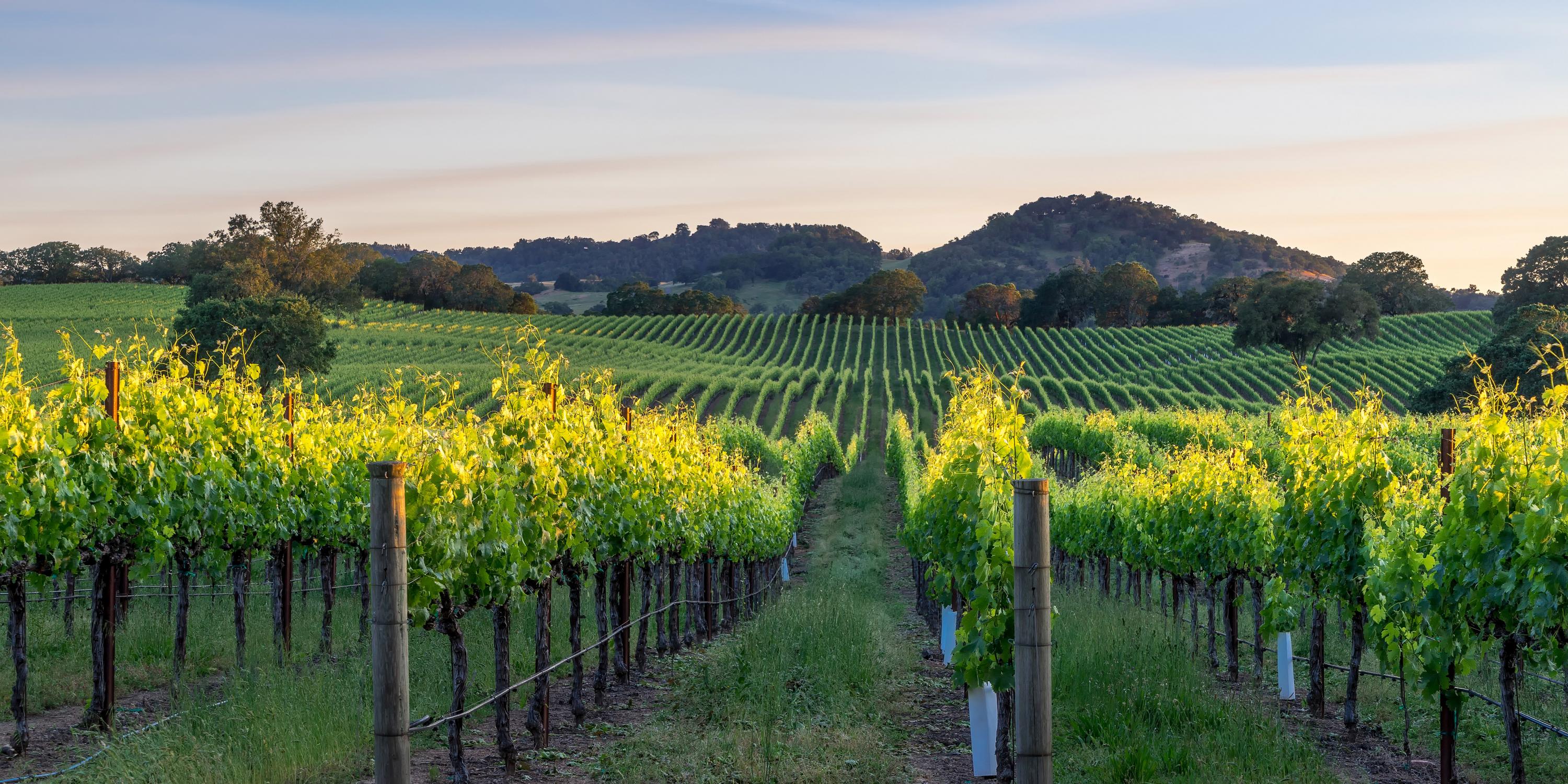 Country california. Гильдсбург, Калифорния. Виноградники обои Напа. Vineyard Hills South Australia. Chardonnay Vineyard in Sunset.