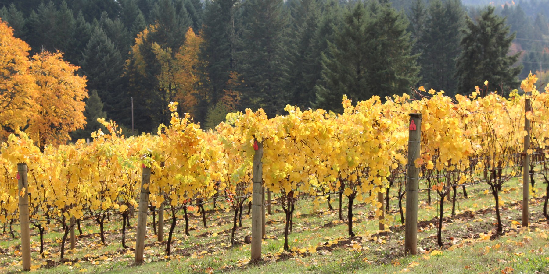 A Weekend in Forest Grove, Oregon Via