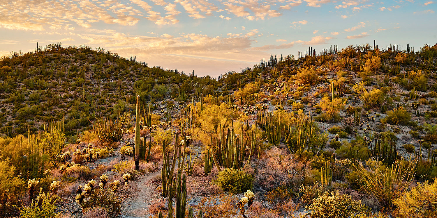 Things to Do in Ajo, Arizona Via