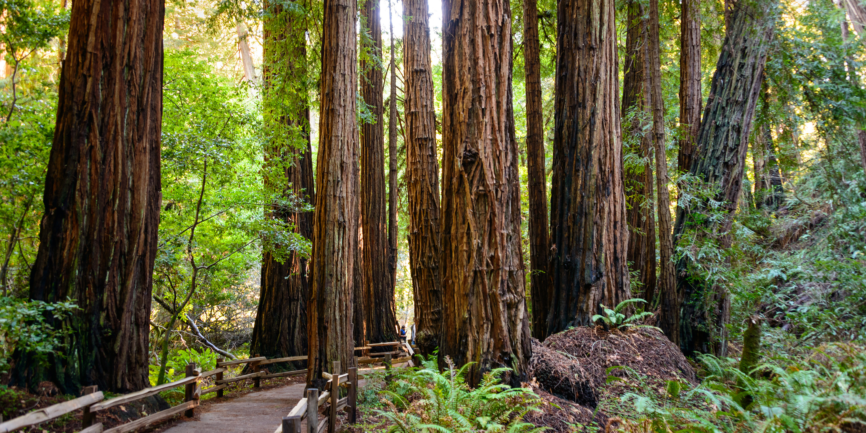 best time to visit muir woods national monument