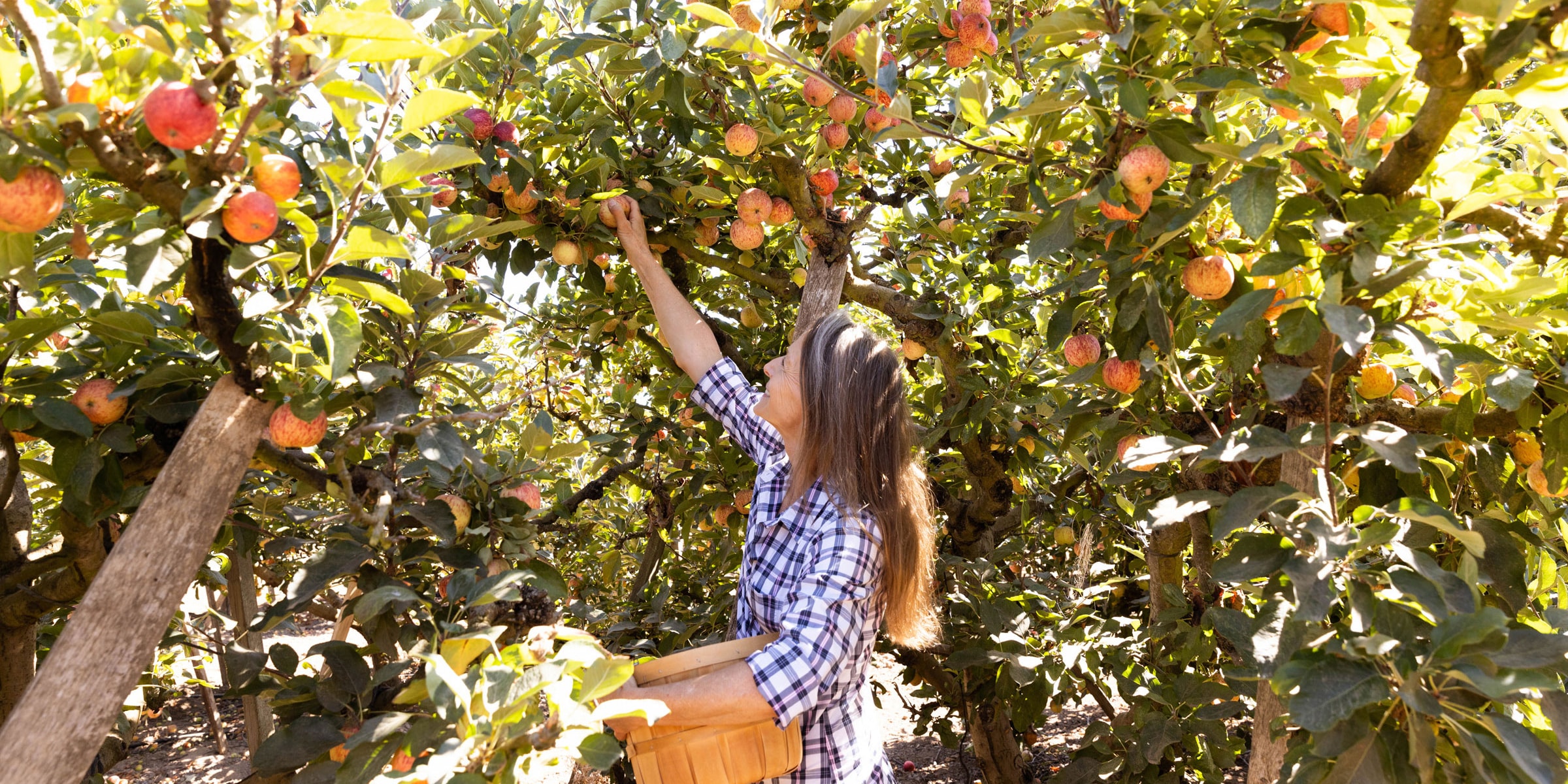 Favorite Apple Picking Spots in Arizona, California, and Oregon Via