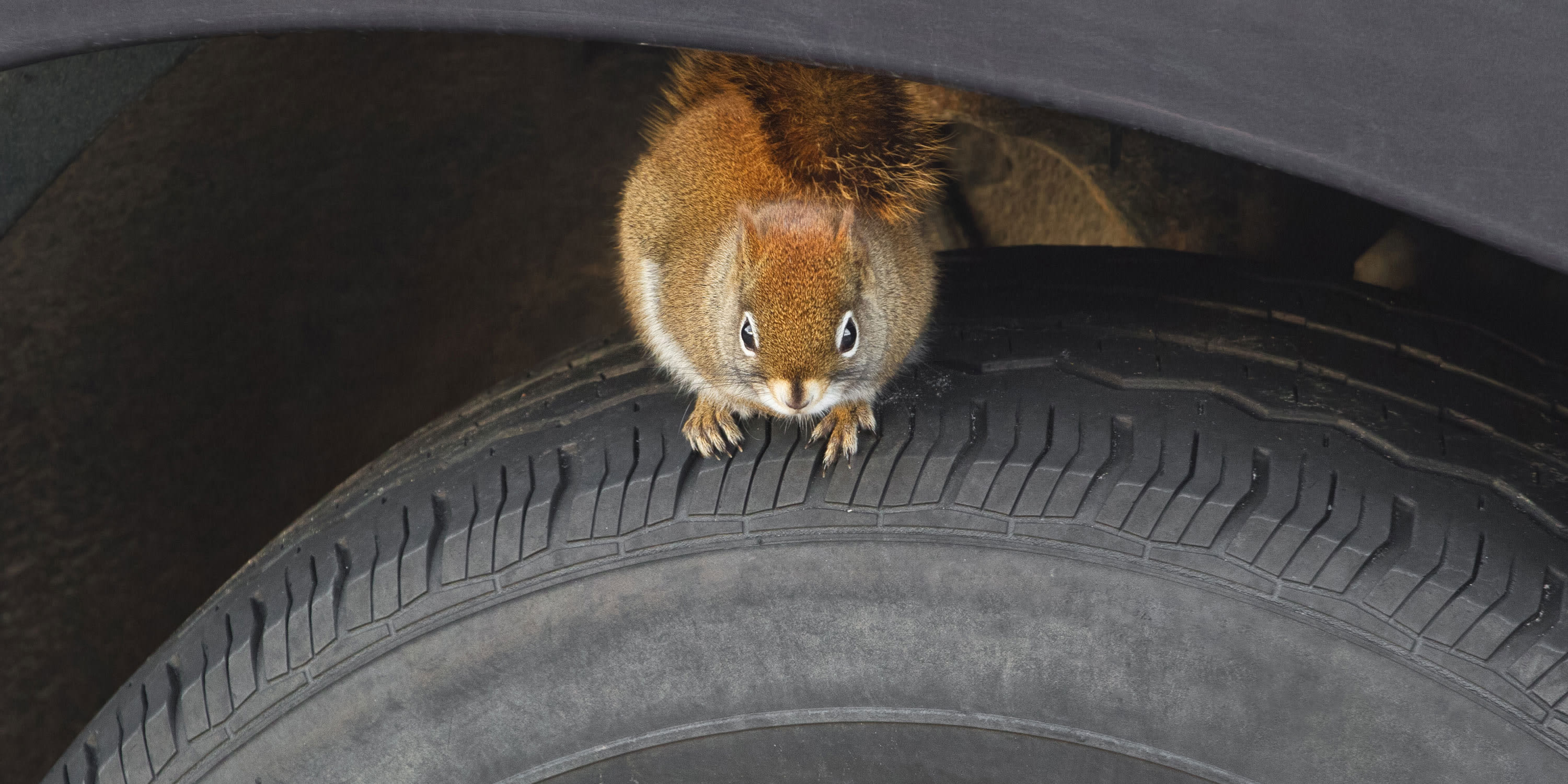 How to Keep Animals Out of Your Car | Via