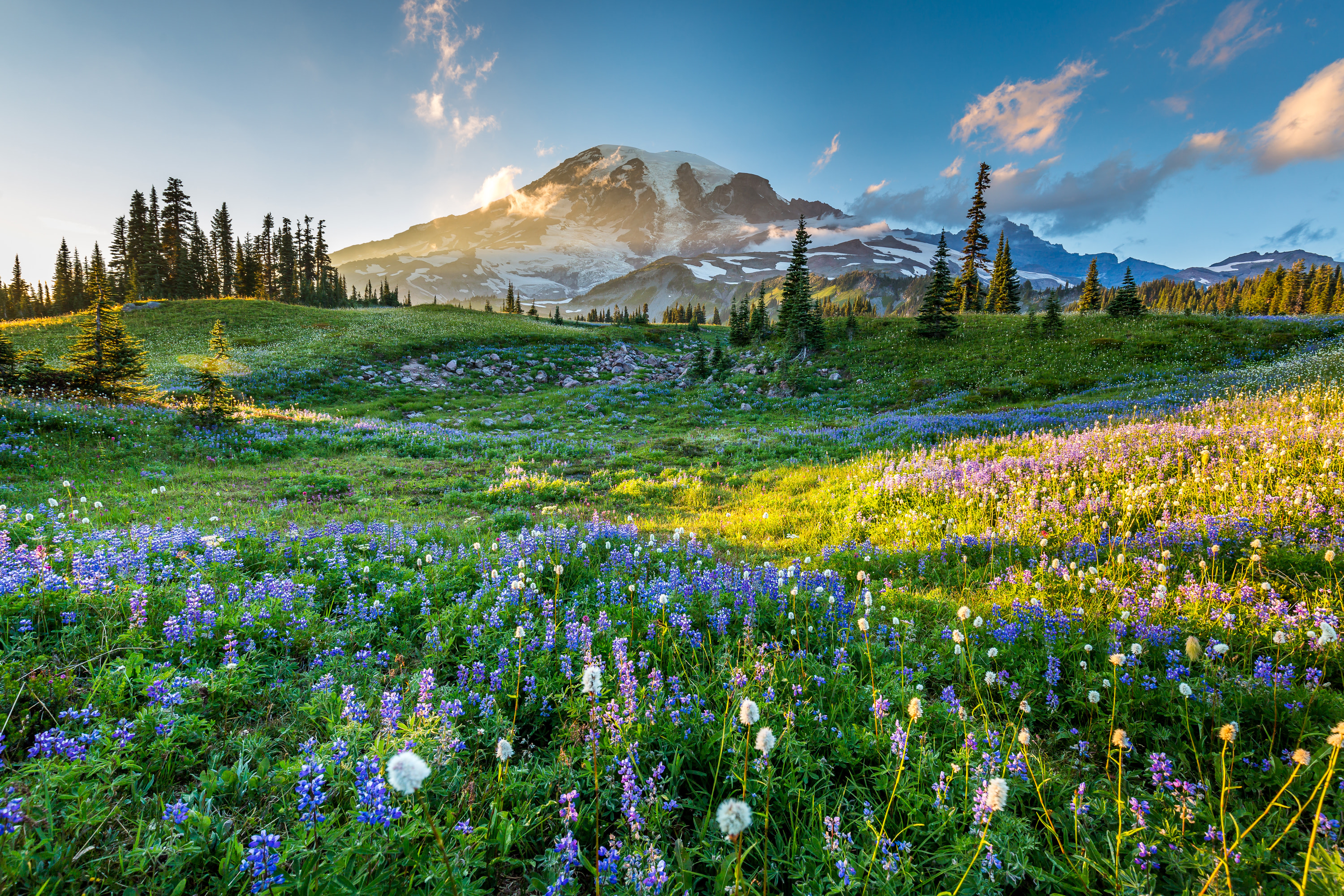 Forest Wildflowers - White - Mount Rainier National Park (U.S.