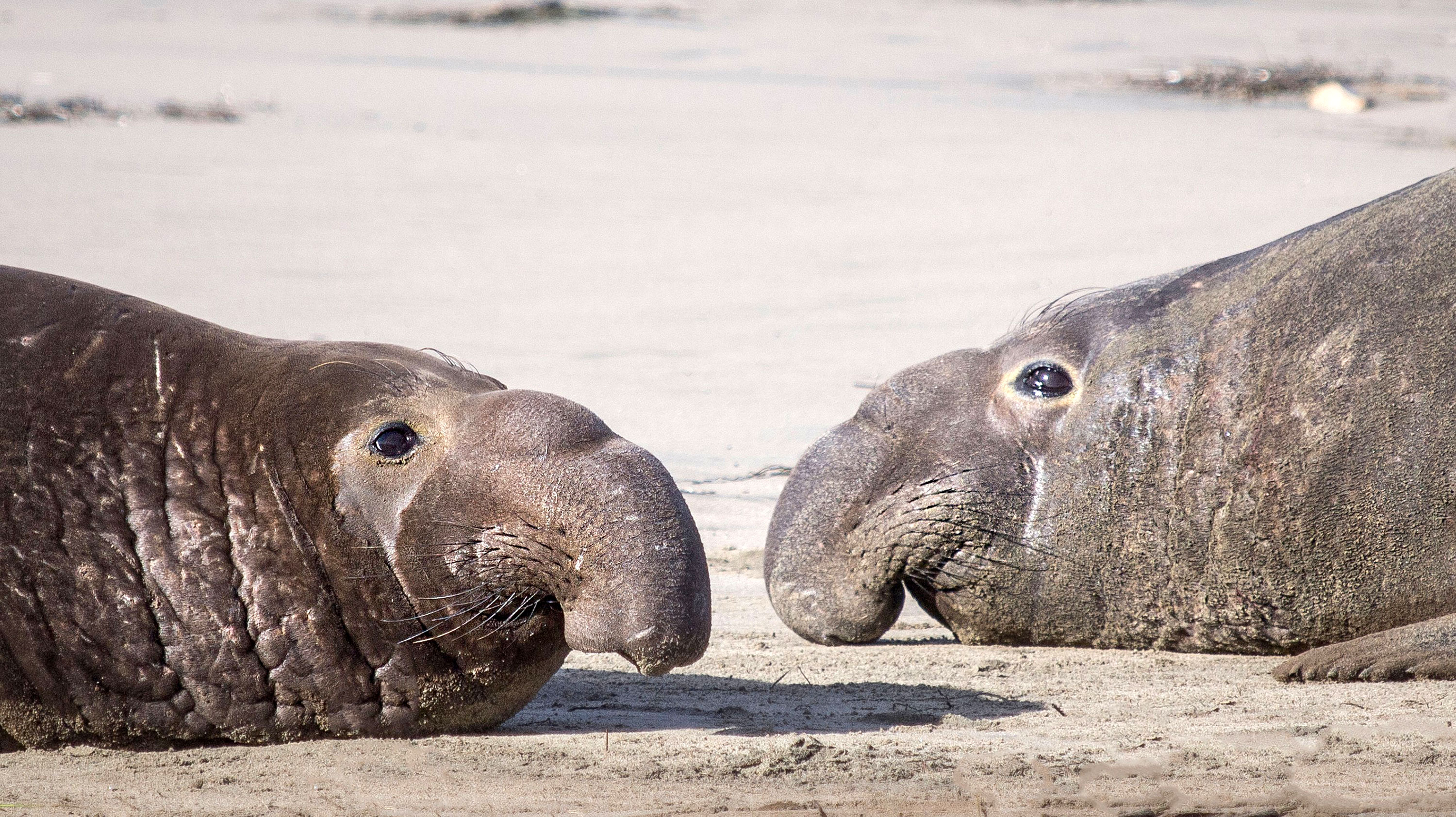 Harbor Seal Monitoring in the San Francisco Bay Area (U.S. National Park  Service)