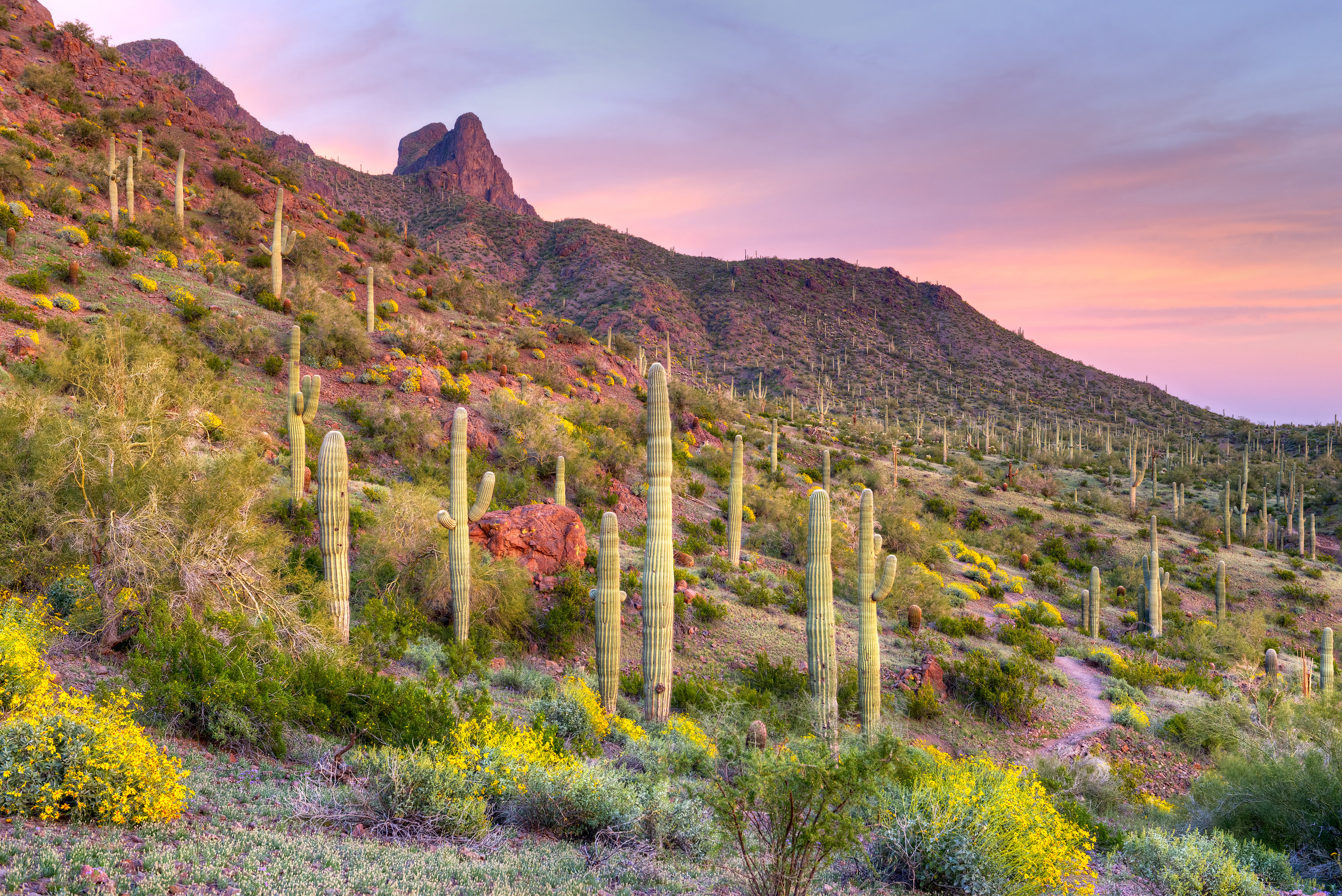 Find Colorado Wildflower Peak Season