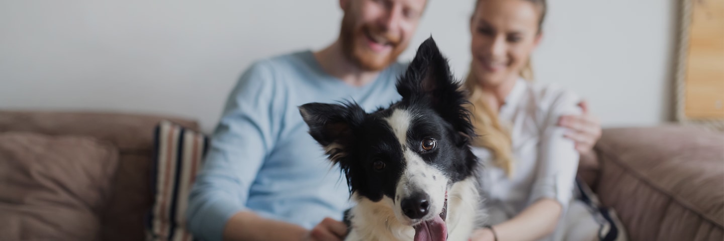 AAA Member spending time with a border collie