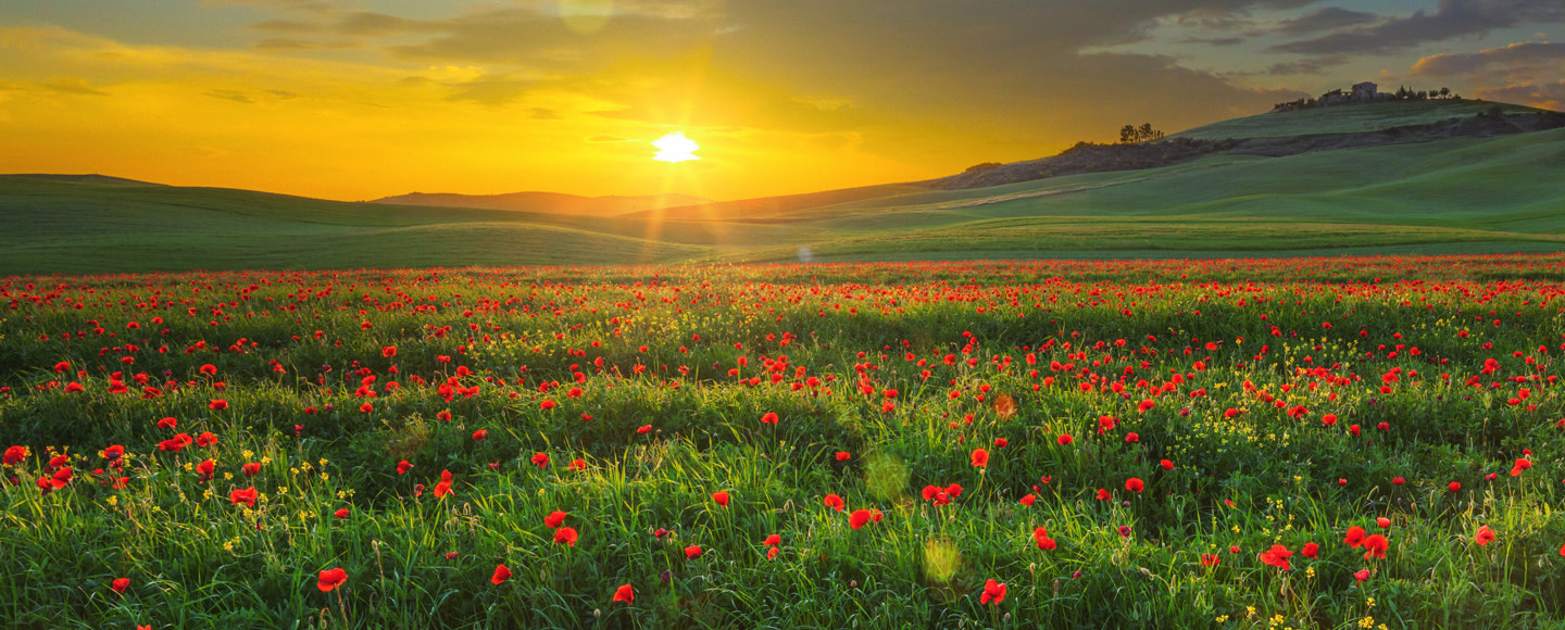 see sunrise over a poppy field in italy with member choice vacations