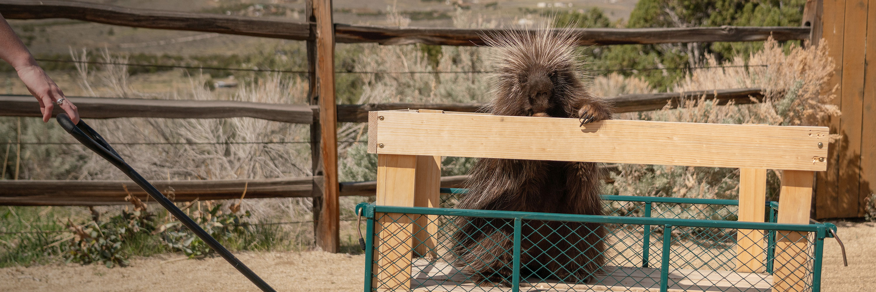 A quillber at Animal Ark in Reno, Nevada rides in a wagon.