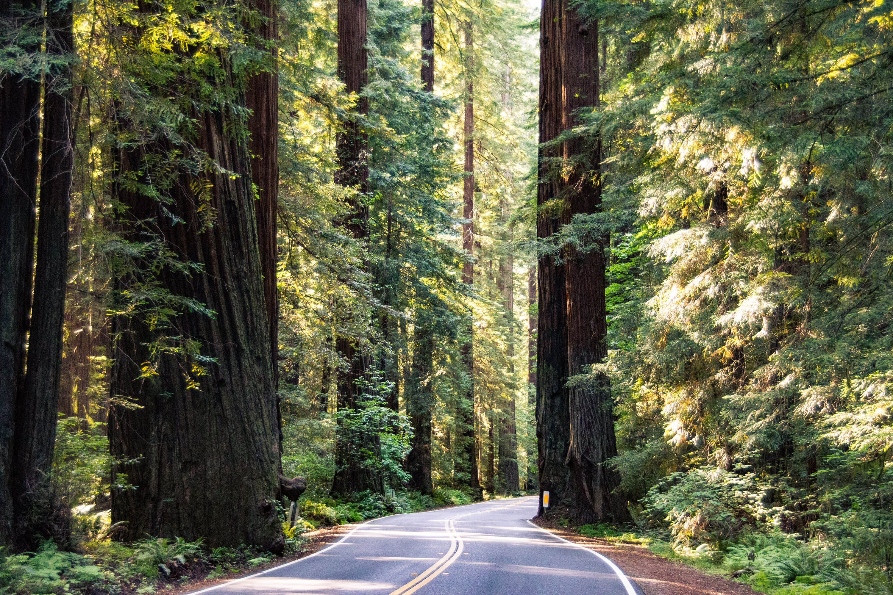Avenue of the Giants in Humboldt Redwoods State Park.