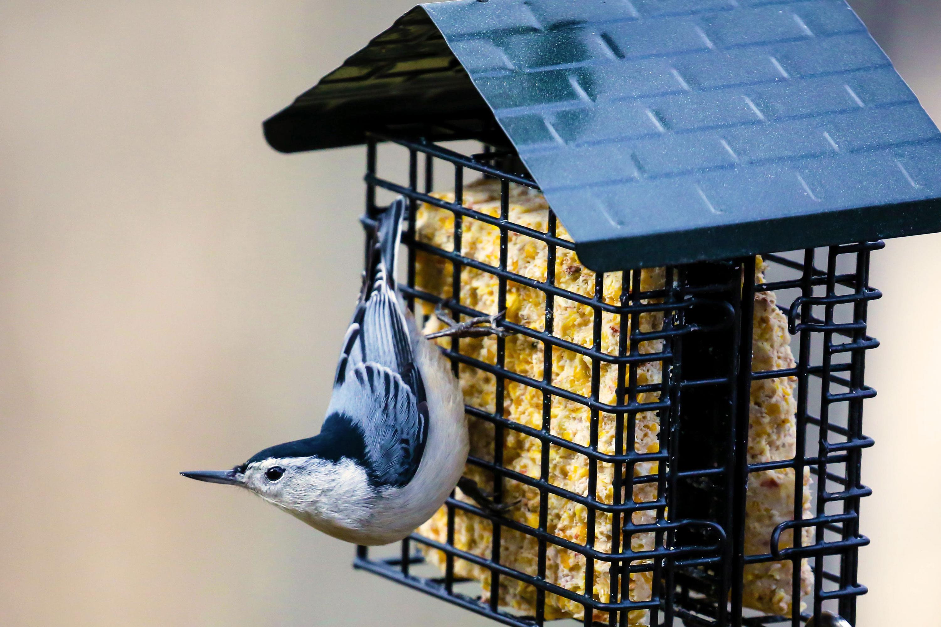 White-breasted Nuthatch (Sitta carolinensis) on a suet feeder.