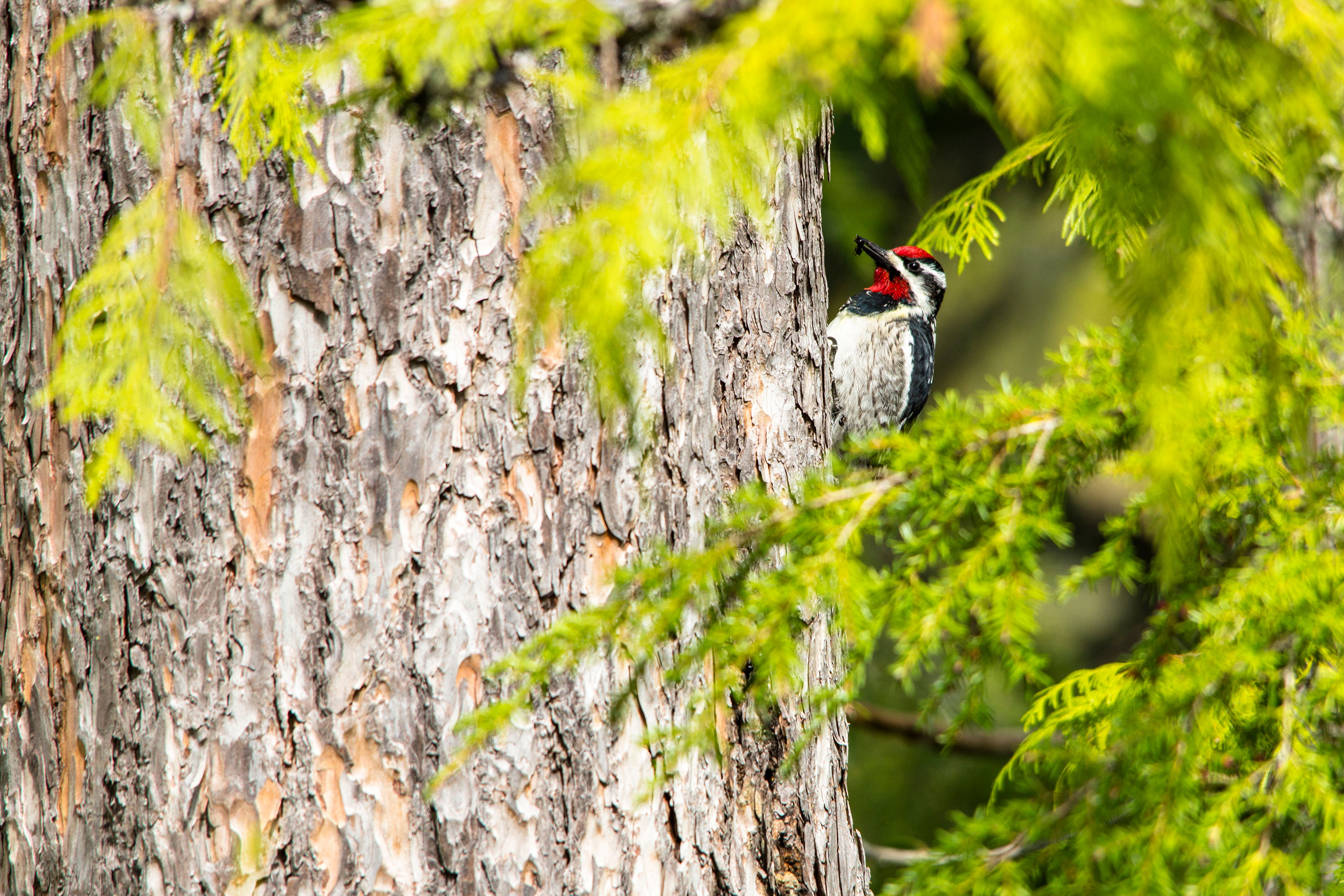 A red-naped sapsucker eats an insect off a tree in Glacier National Park.