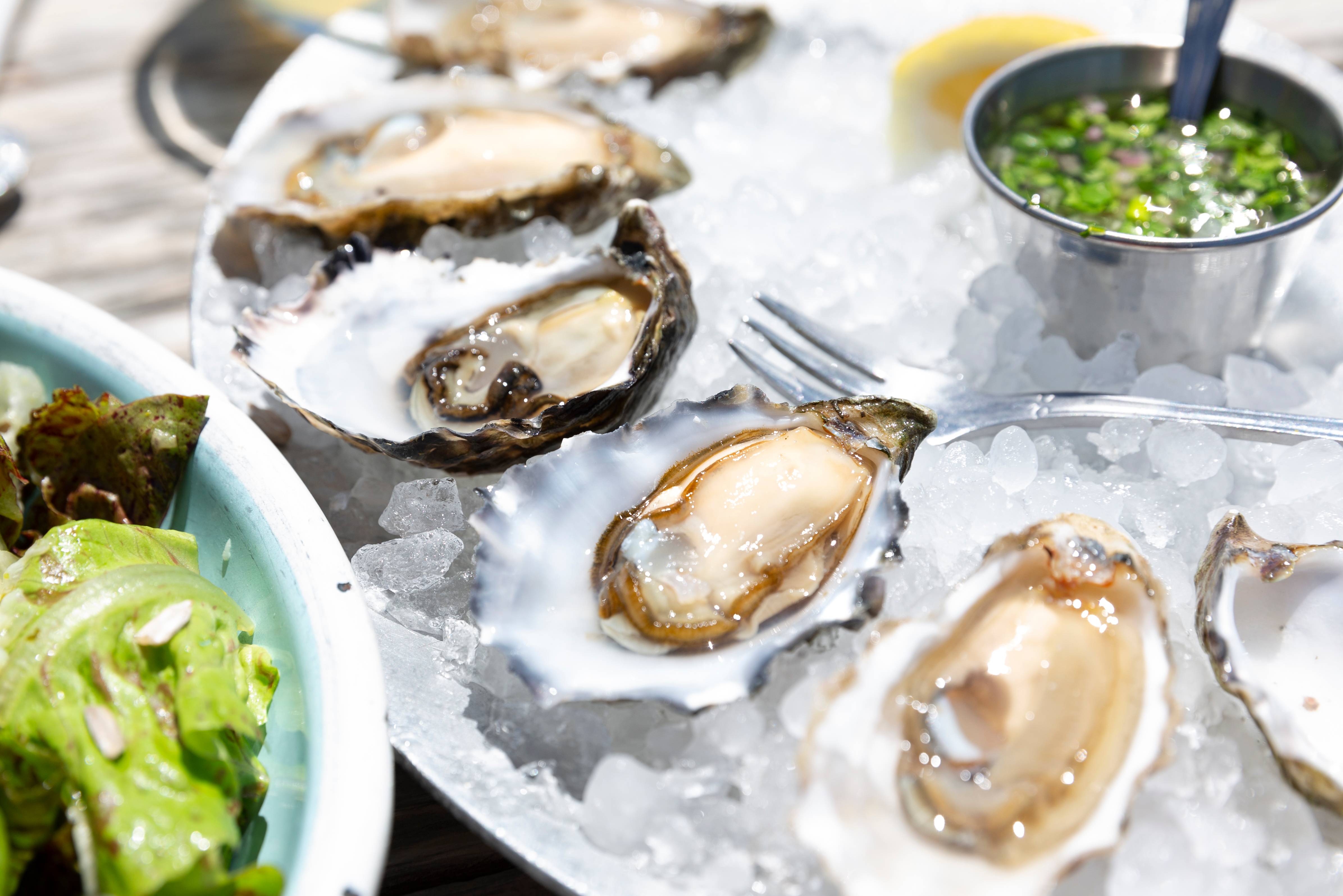 A tray of fresh oysters on ice at Hog Island Oyster Company in Bodega Bay.