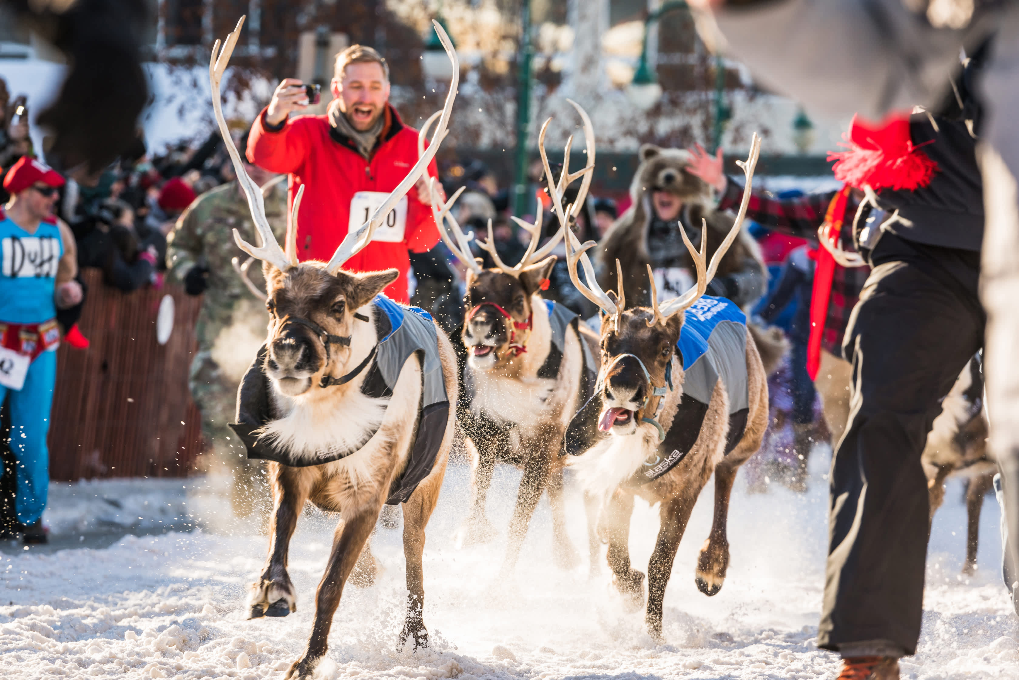 Running of the reindeer at Fur Rondy in Anchorage, Alaska.