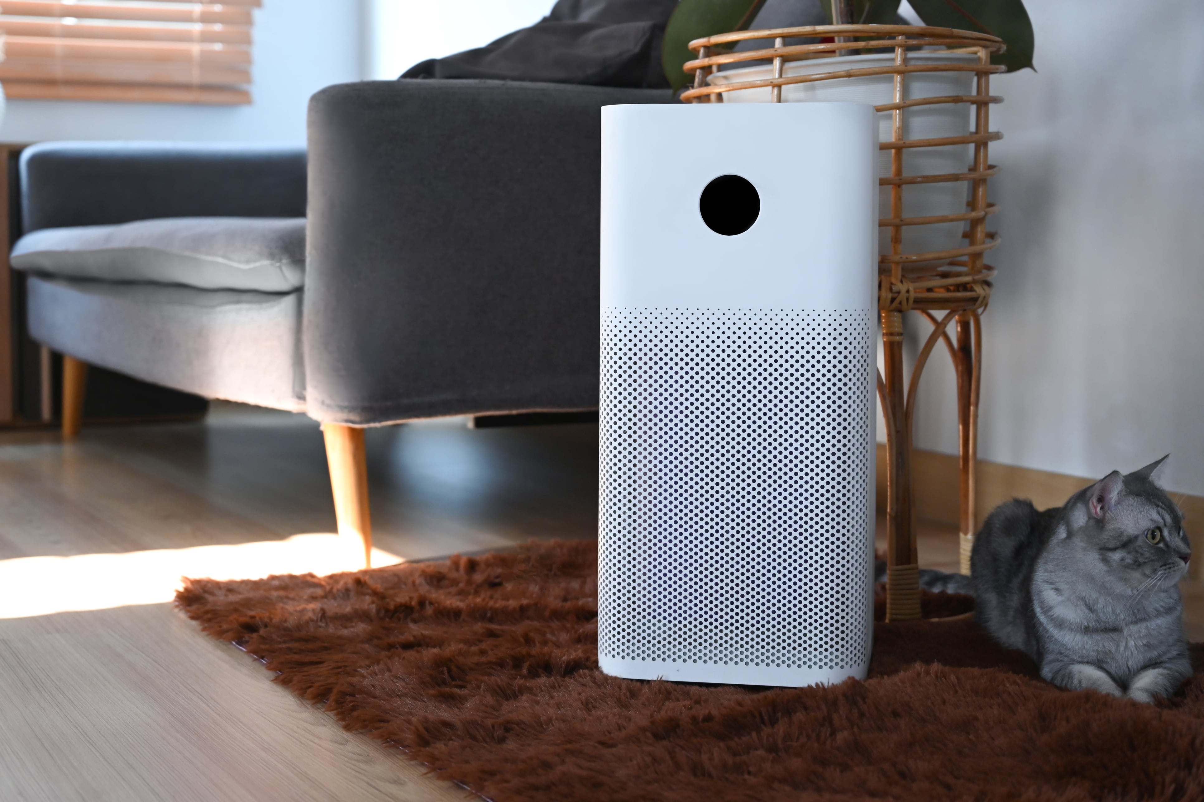 A gray tabby cat sits next to a white air filter in a living room.