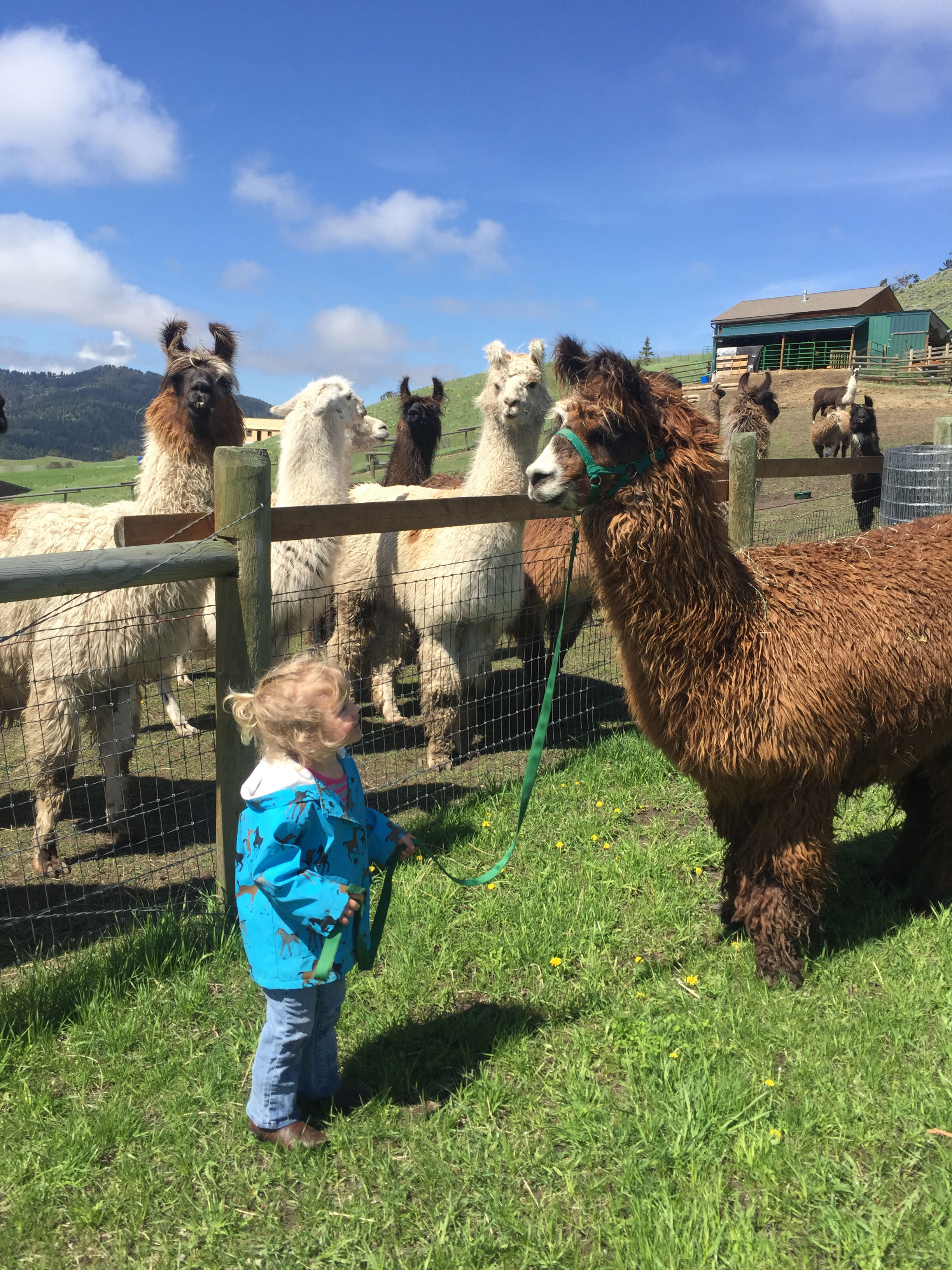 A young child holds the reins on Chico the llama at Yellowstone Llamas in Montana.