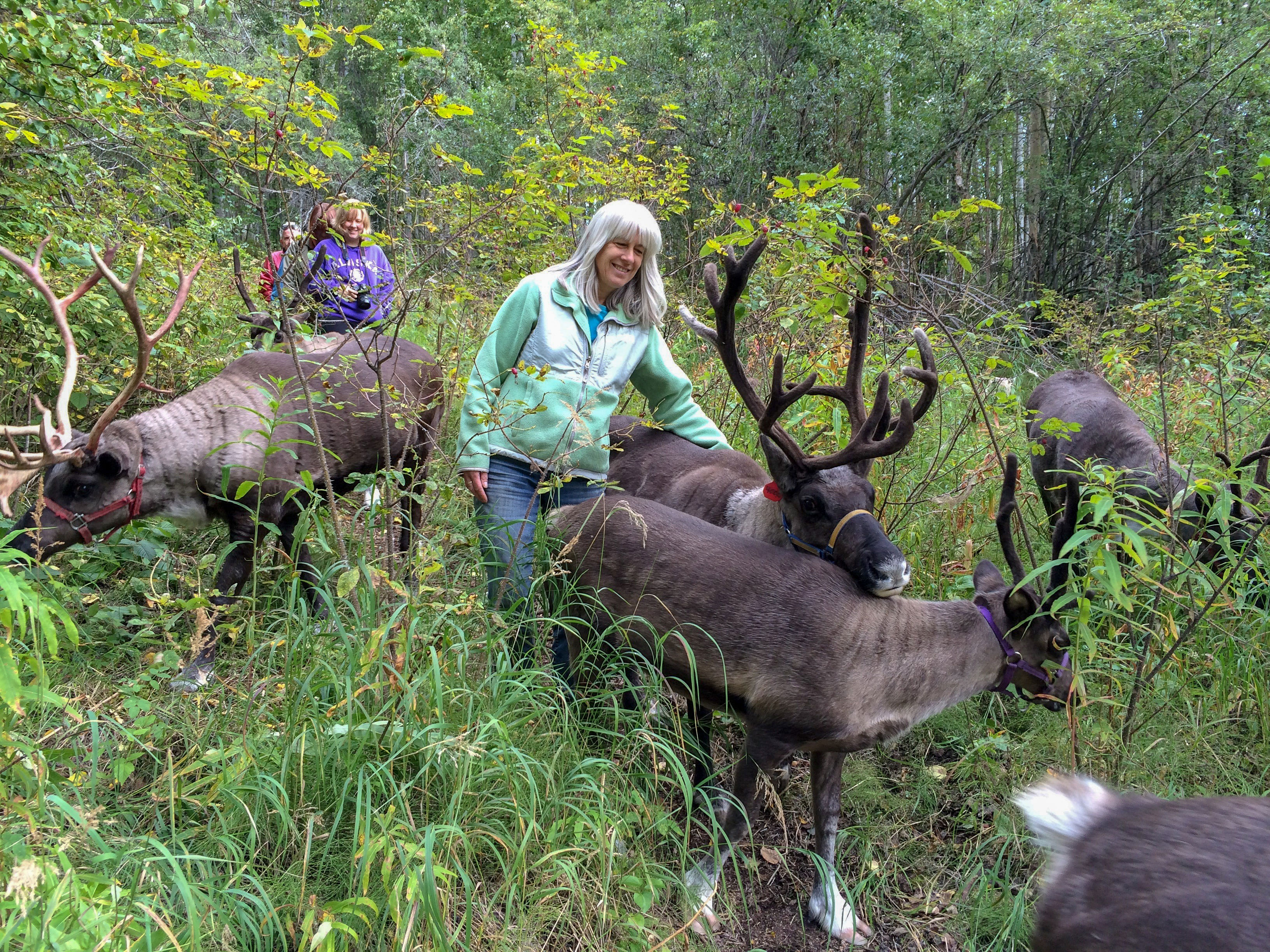 Jane, one of the owners of Running Reindeer Ranch in Fairbanks, leads reindeer on a walk.