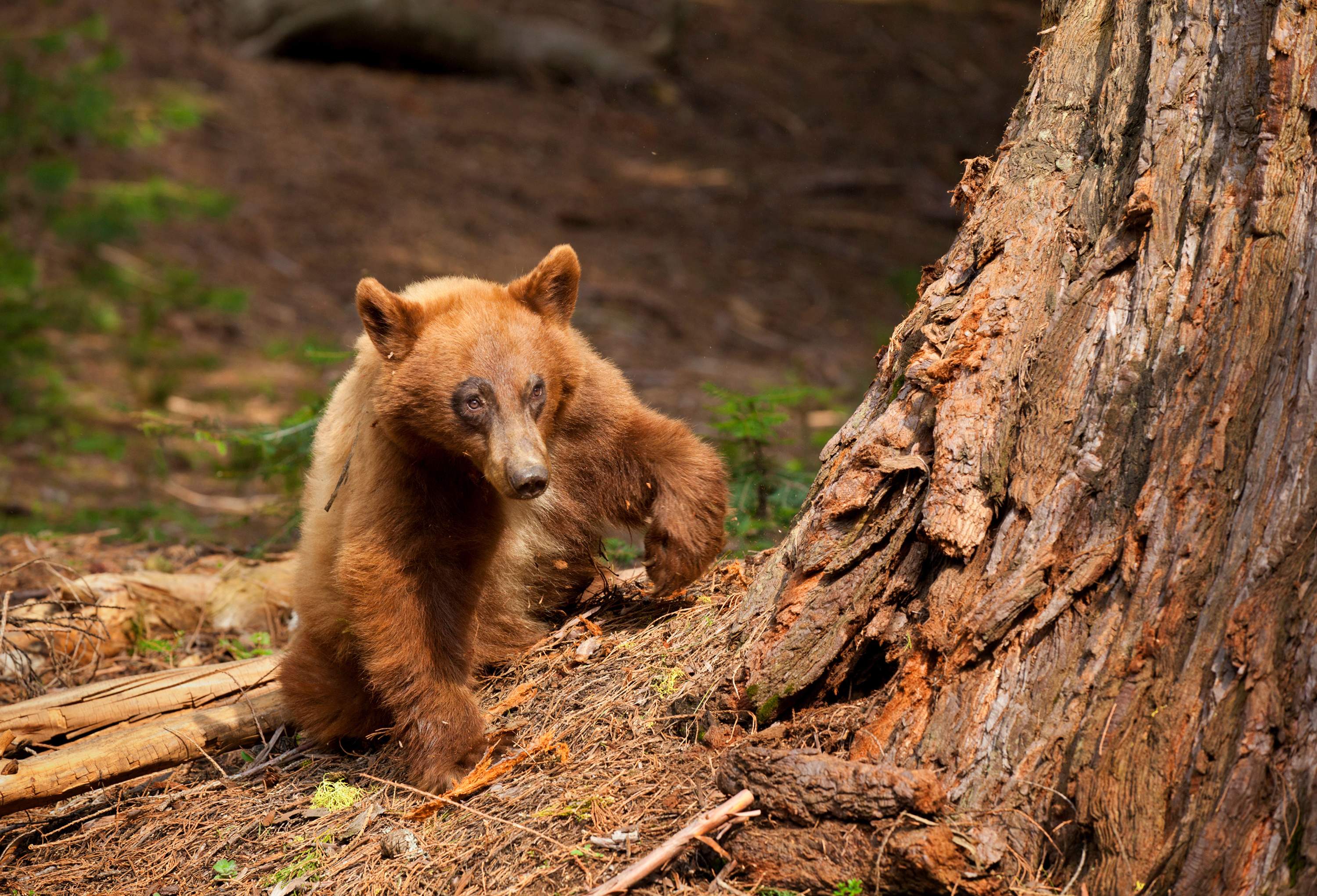 A bear scratches beneath a tree in Sequoia National Park.