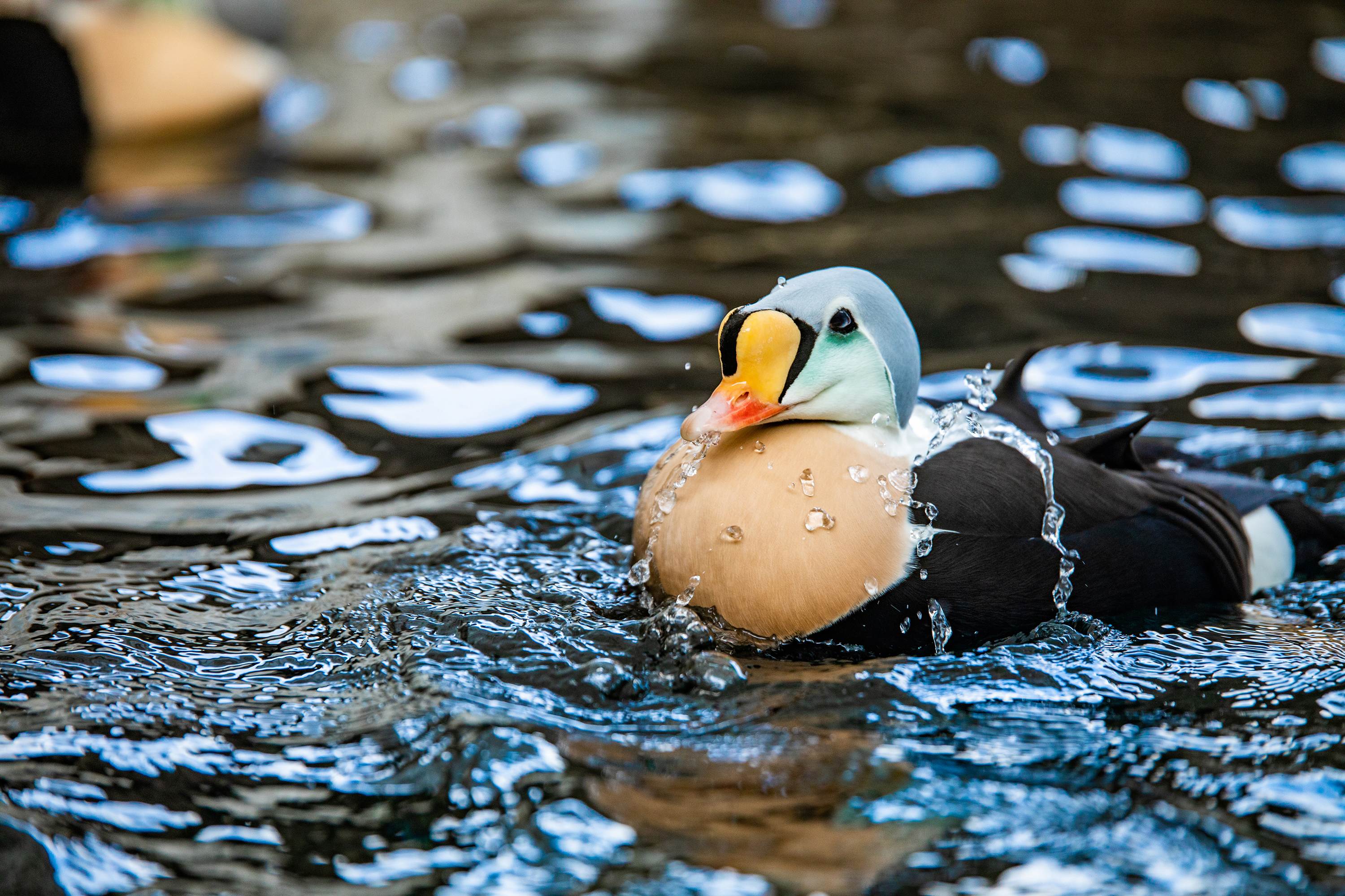 King Eider floats on the water at Alaska SeaLife Center.