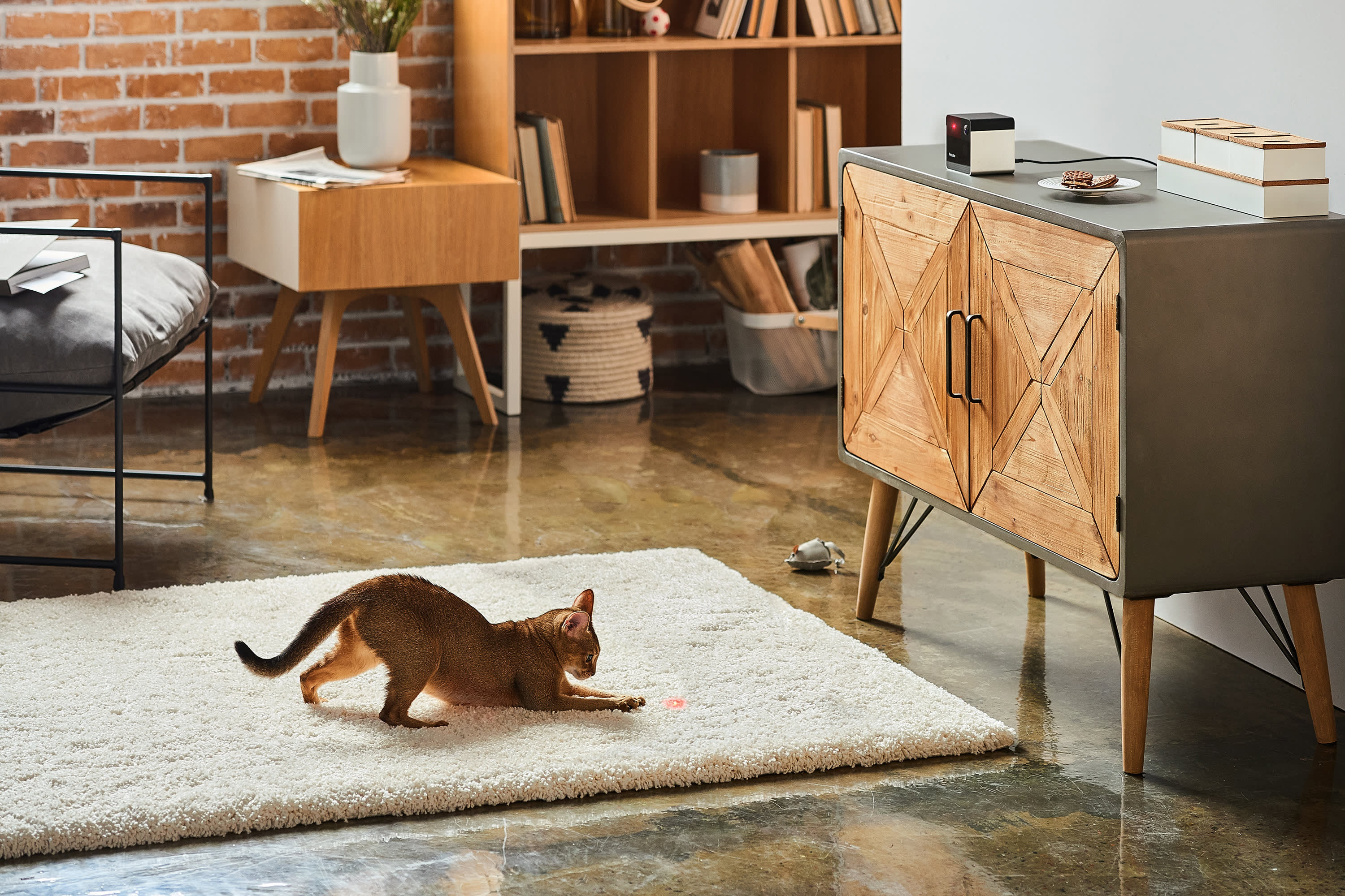 A cat follows the laser pointer from a Petcube Play 2.