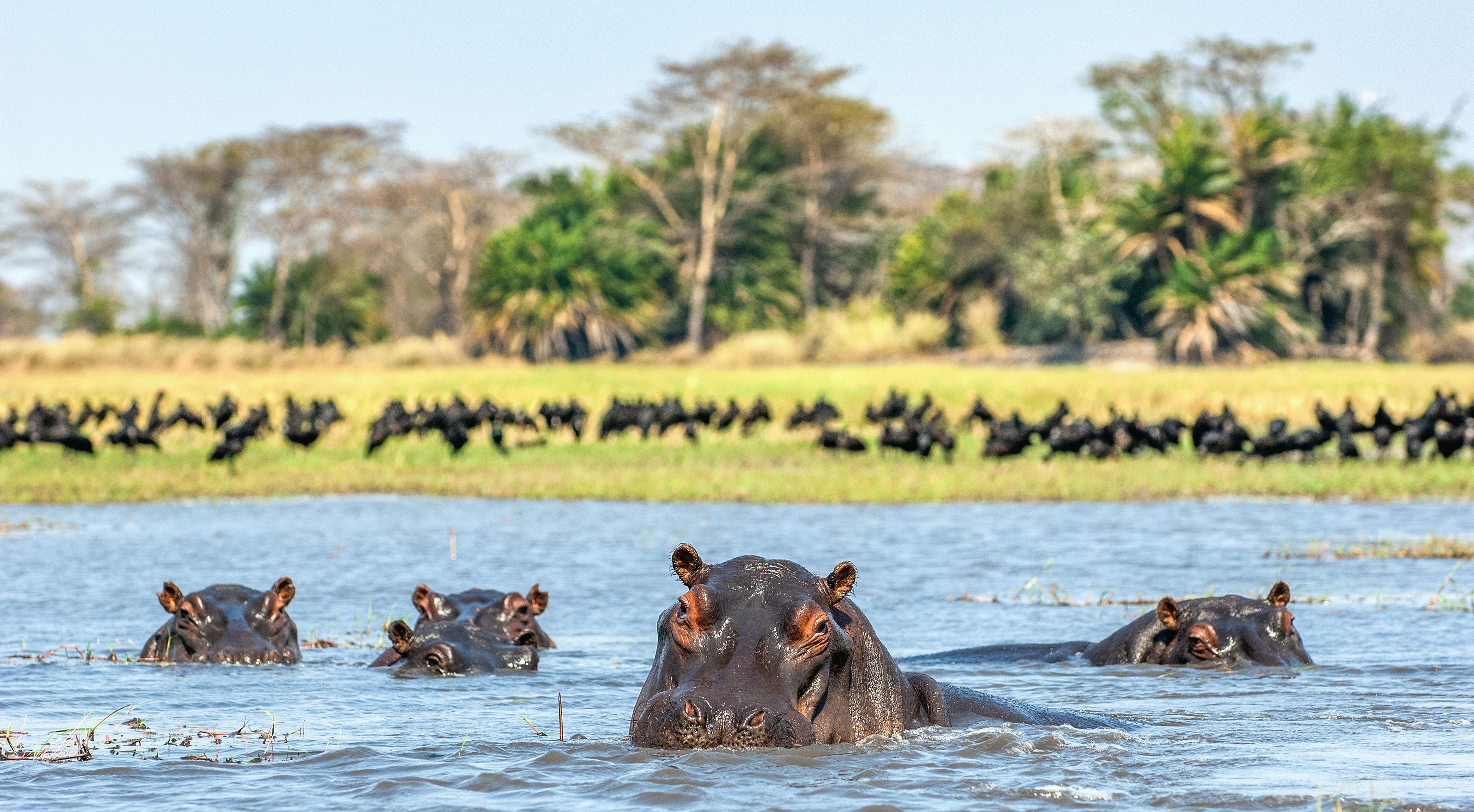 Hippos cool off in the water in Botswana.