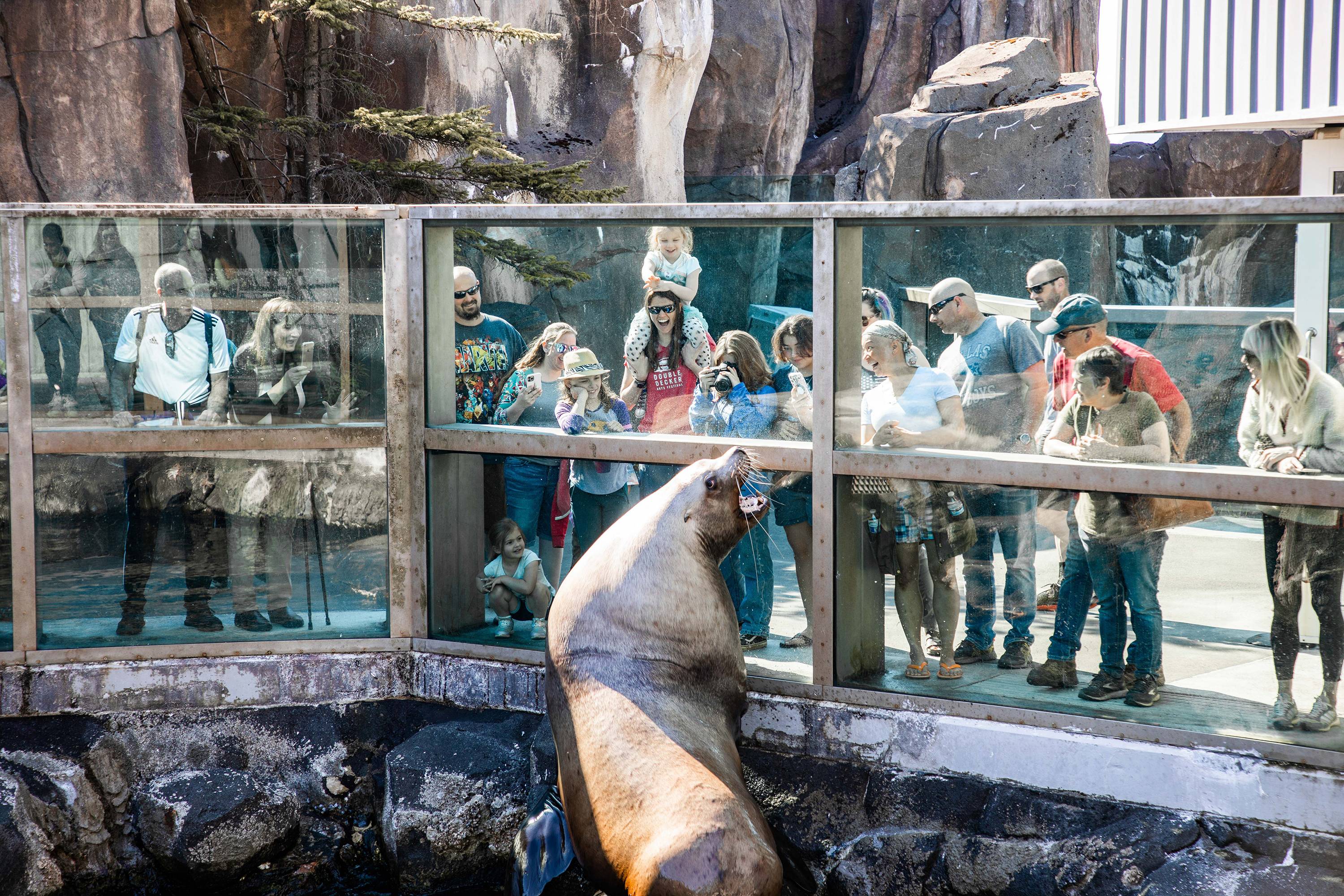 A seal barks at visitors at Alaska SeaLife Center in Seward, Alaska.