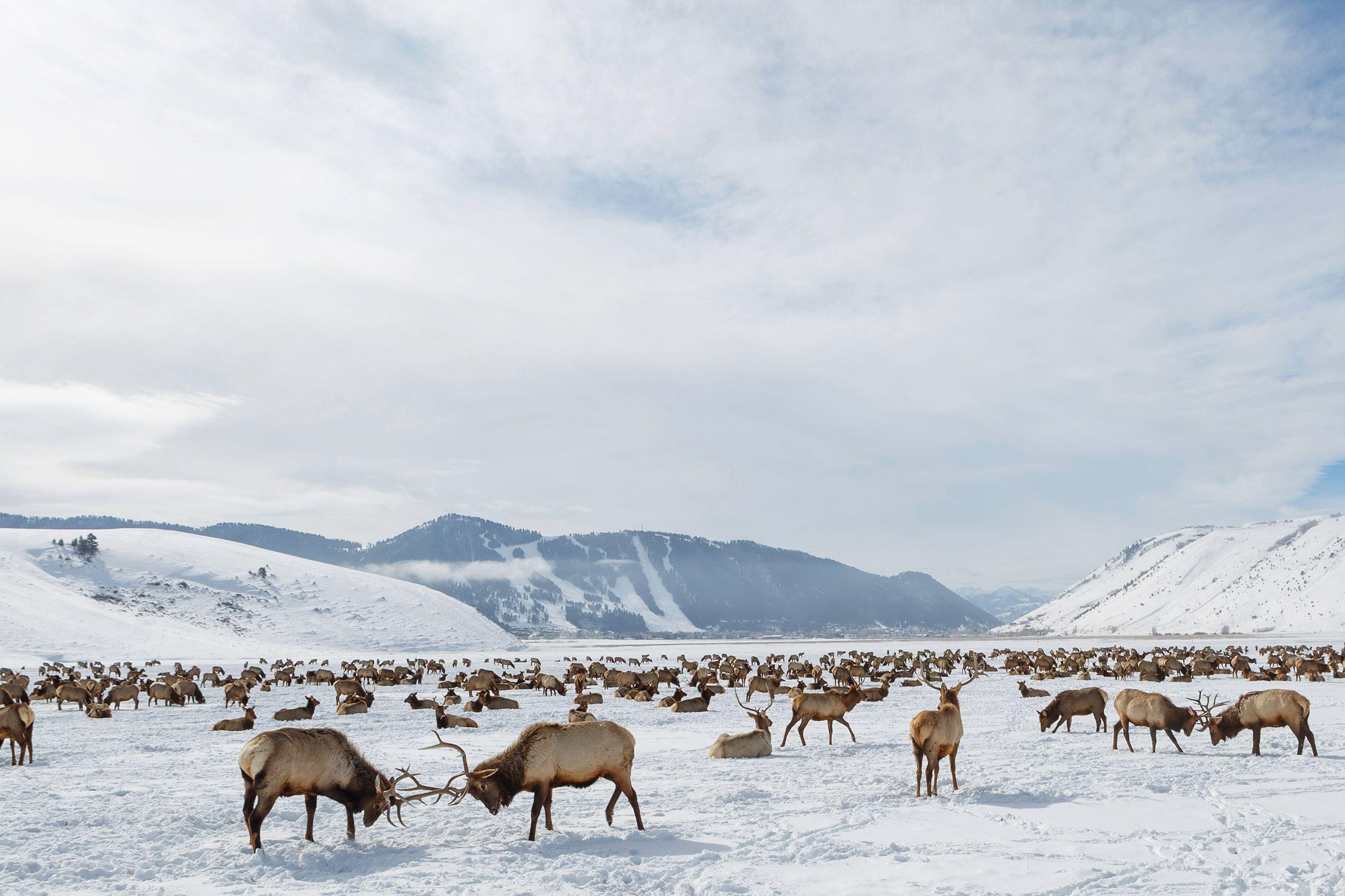 Elk clash and rest in the National Elk Refuge in Jackson Hole, Wyoming.