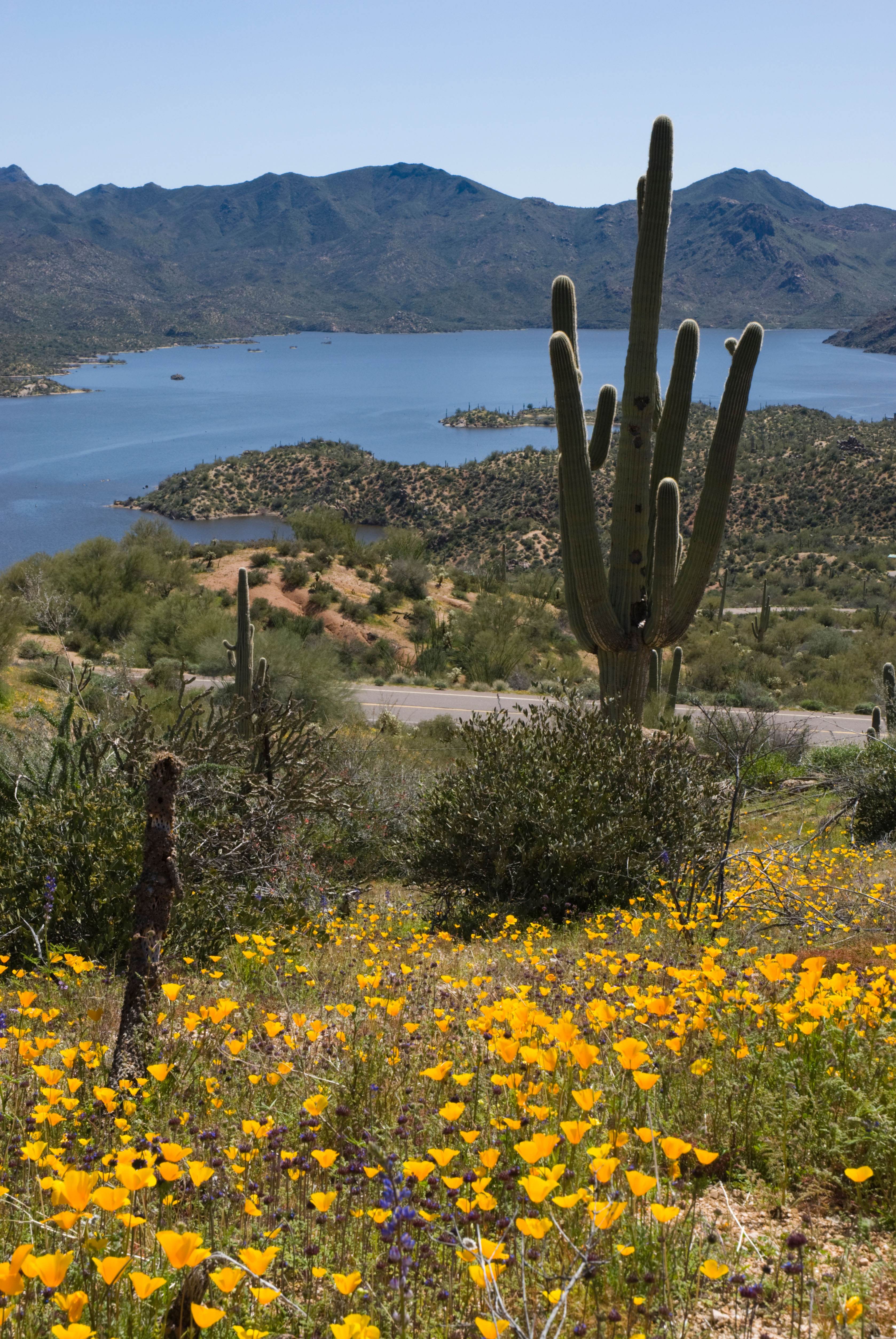 Poppies and other wildflowers bloom on a slope with Bartlett Lake in the background in Carefree, Arizona.