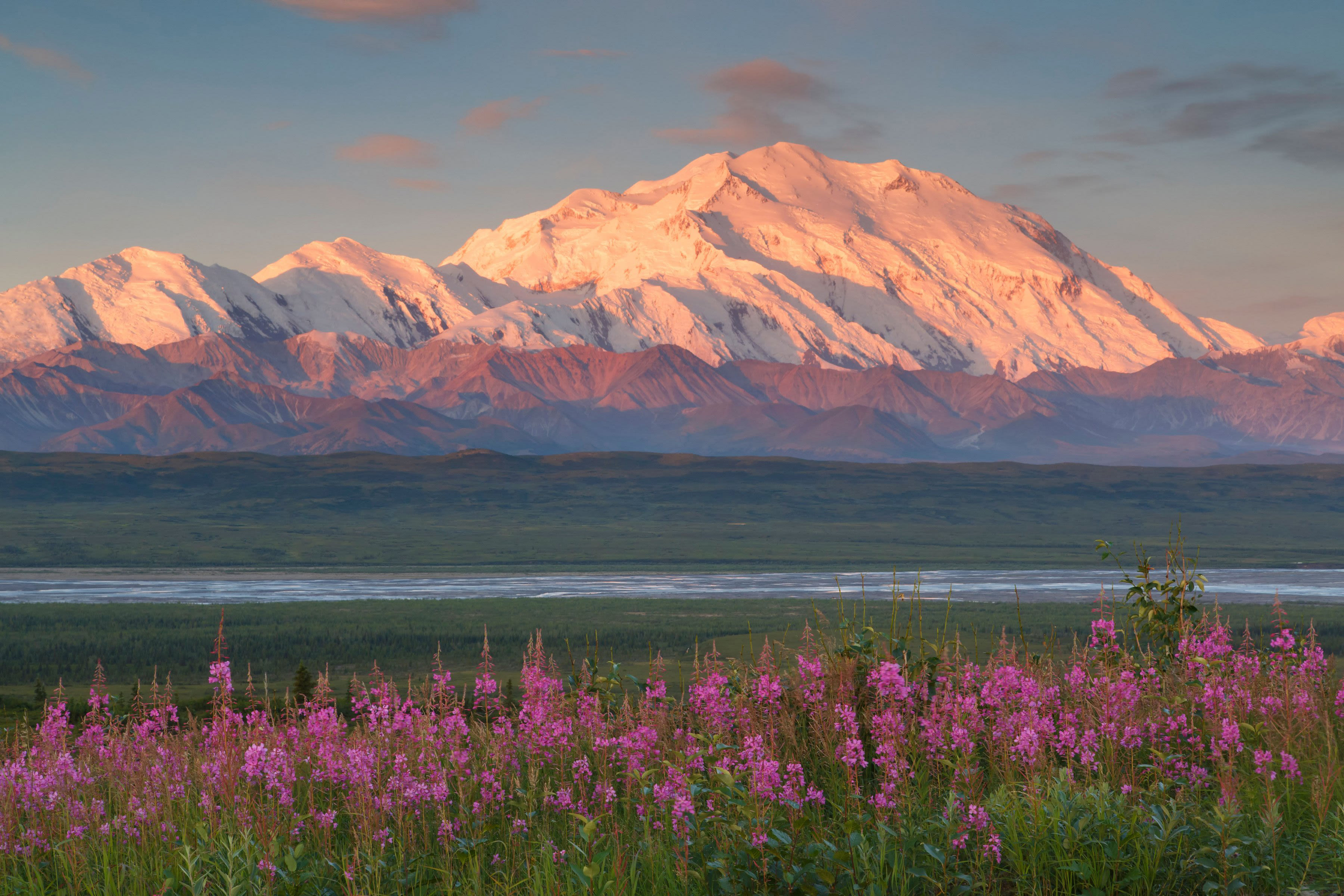 pink flowers in the foreground in front of a dramatically lit snowy mountain range